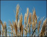 feather_reed_grass_1